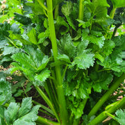 Chinese Celery 'Kintsai Dark'