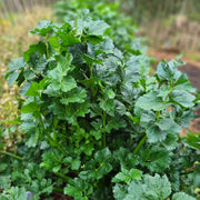 Chinese Celery 'Kintsai Dark'