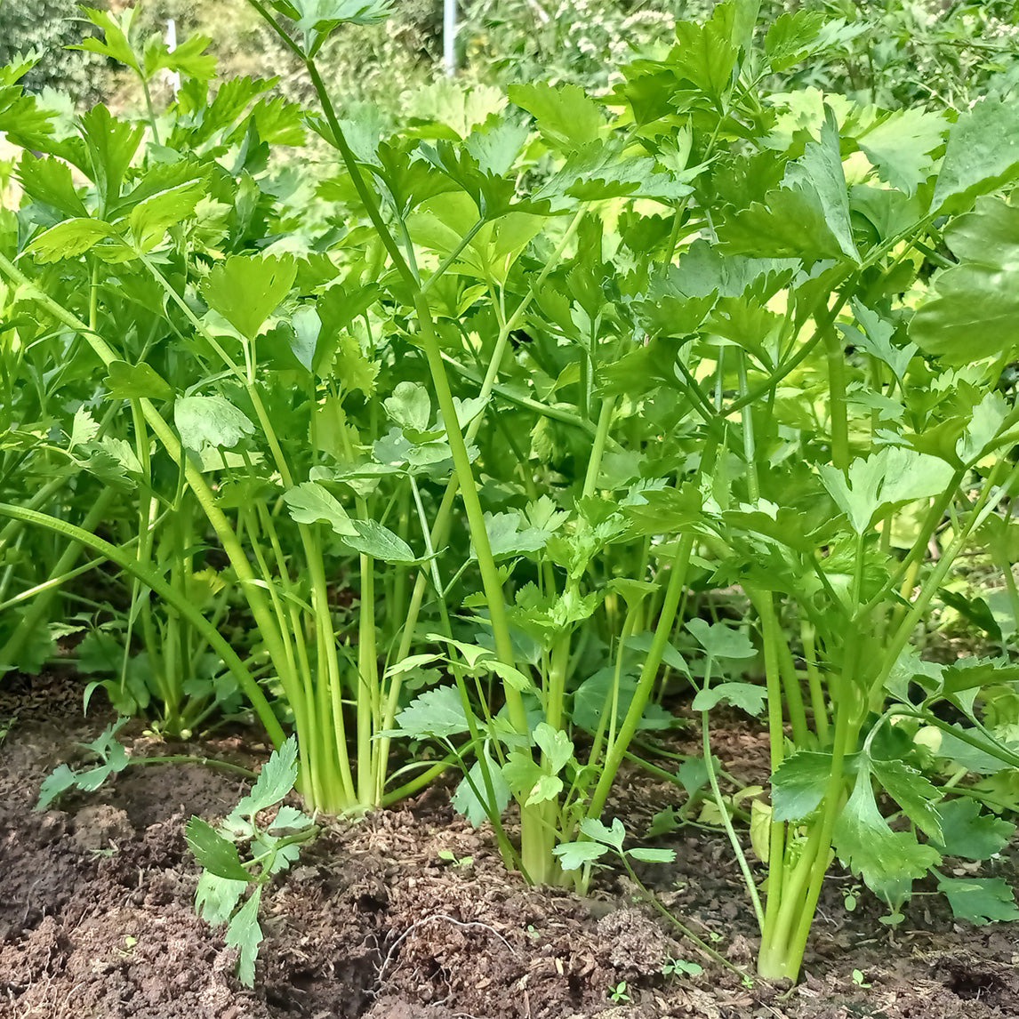Chinese Celery 'Kintsai Dark'