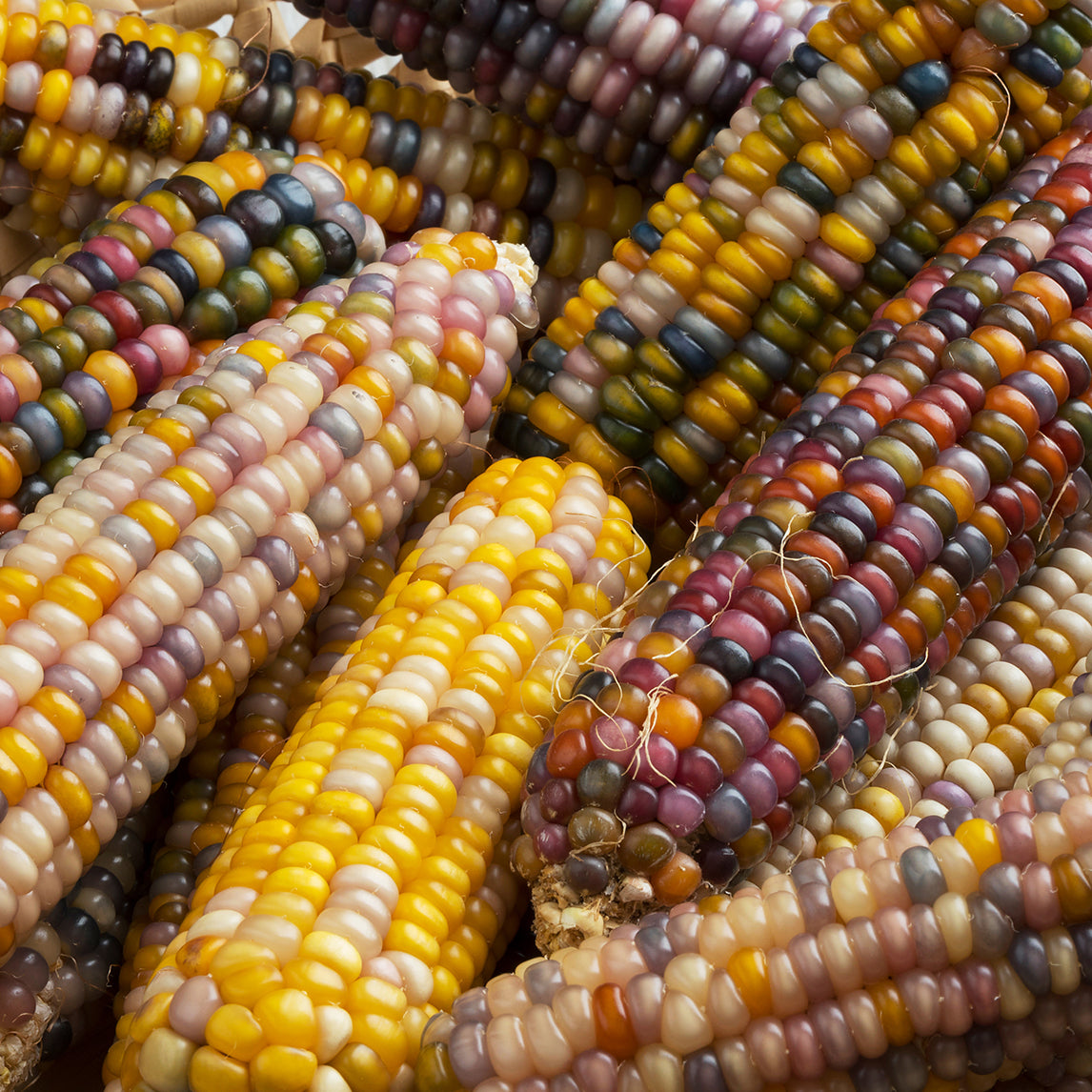 Festive Seed Tin- Corn 'Glass Gem' Organic