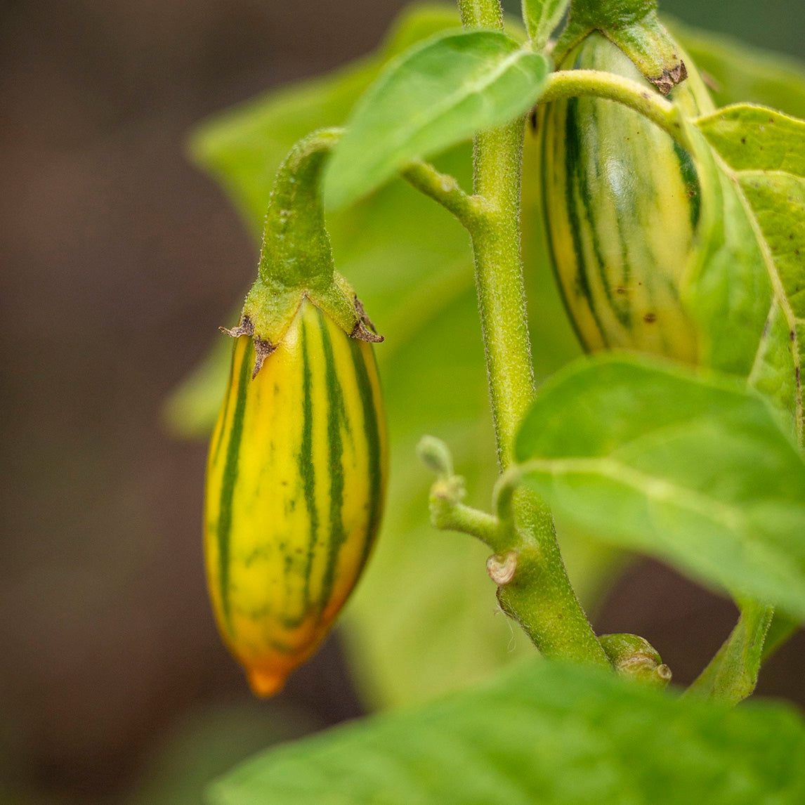 Eggplant 'Togo Striped'