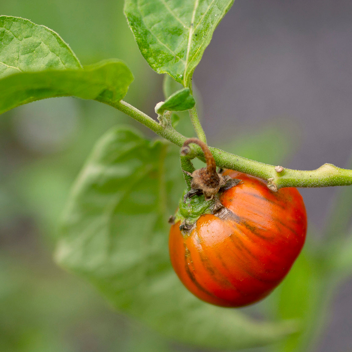 Eggplant 'Turkish Orange'