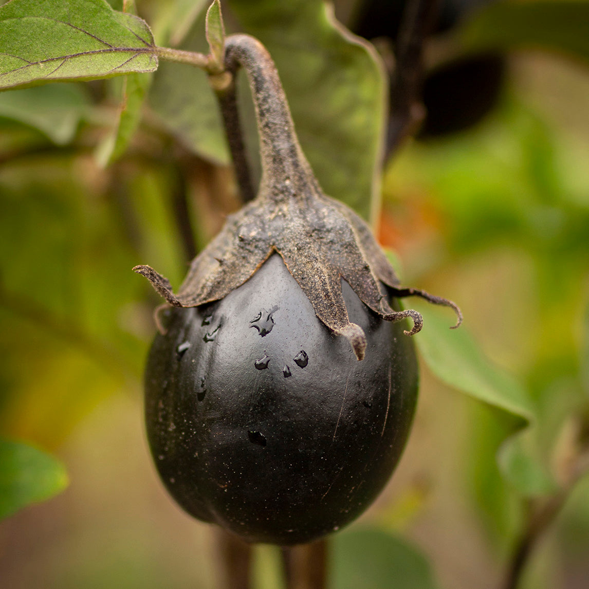 Eggplant 'Mitoyo'