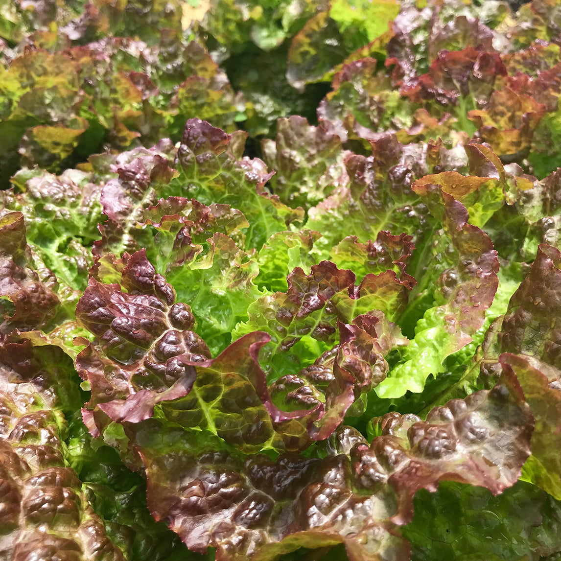Lettuce 'Gulley's Favorite'