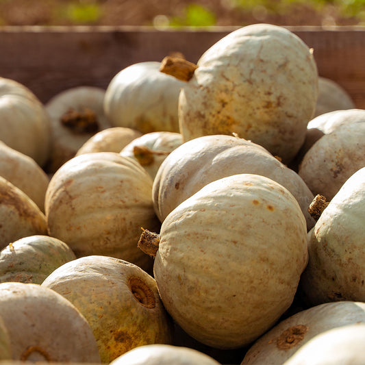 Pumpkin 'Crown Prince' (Organic)