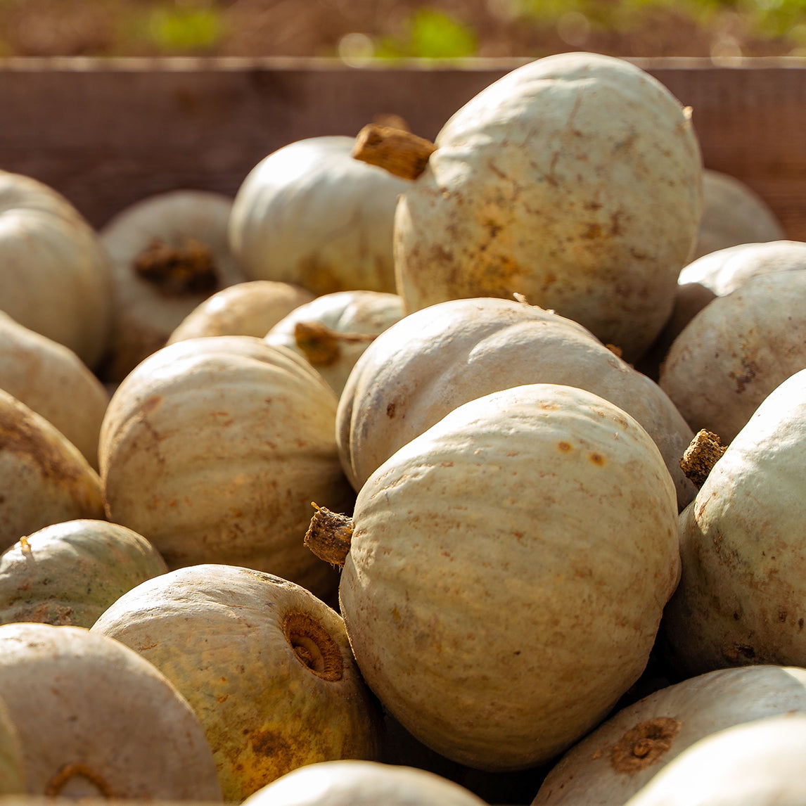 Pumpkin 'Crown Prince' (Organic)