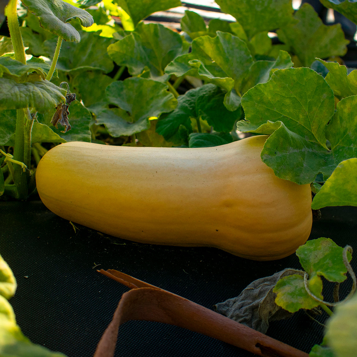 Pumpkin 'Shane's Butternut'