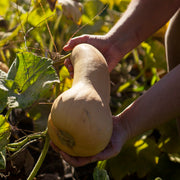 Pumpkin 'Shane's Butternut'