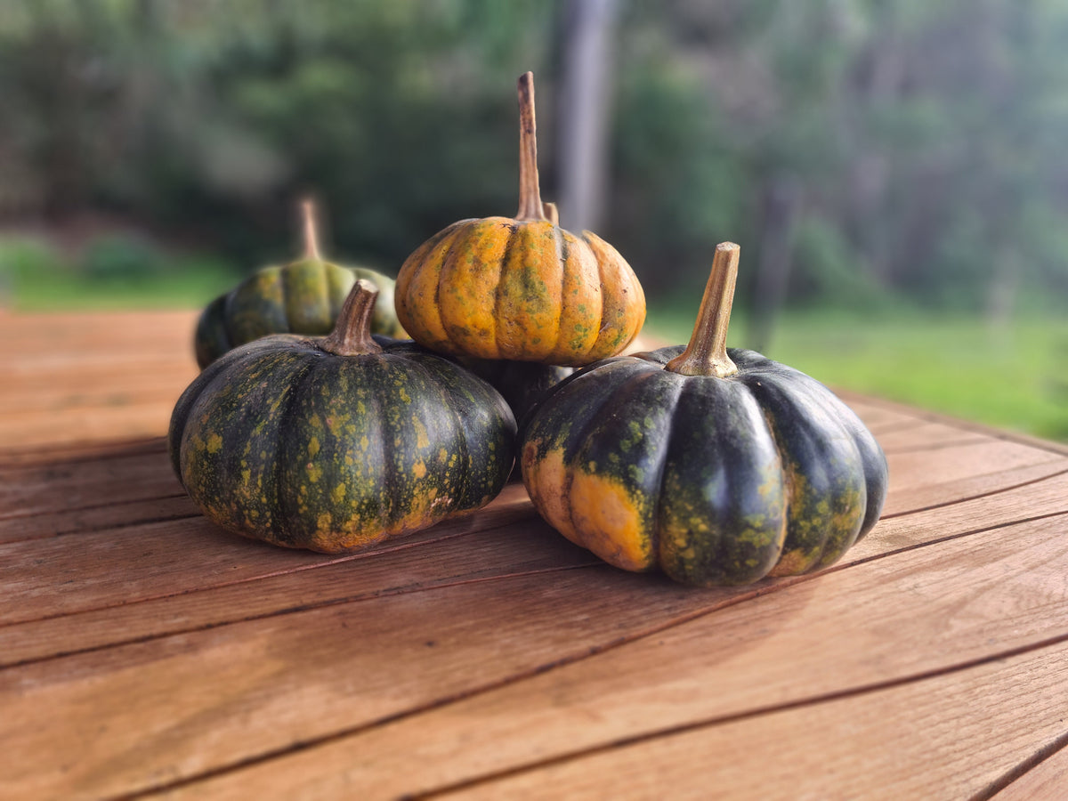 Pumpkin 'Marjorie's Little Wonder'