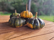 Pumpkin 'Marjorie's Little Wonder'
