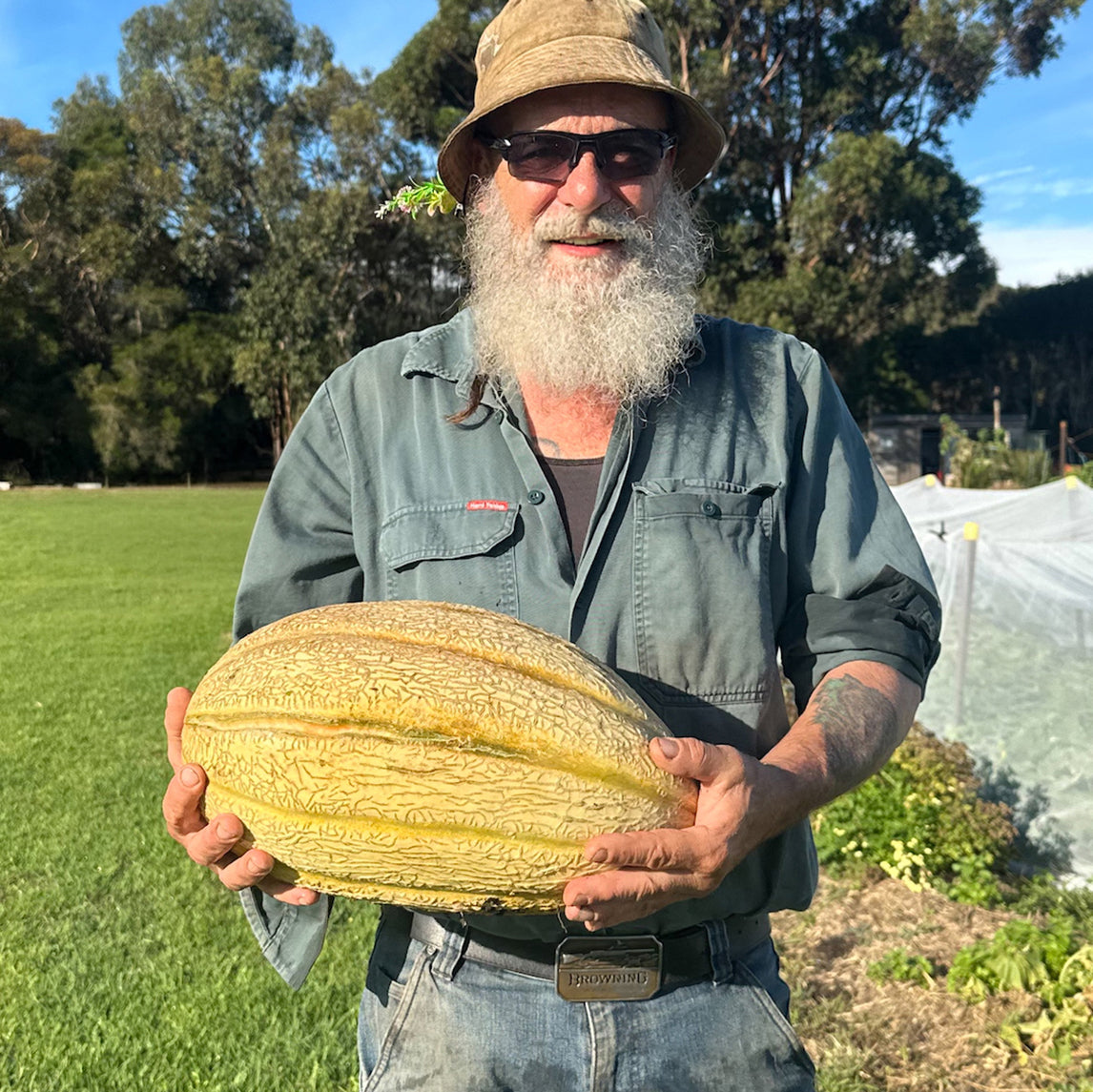 Rockmelon 'Butko'