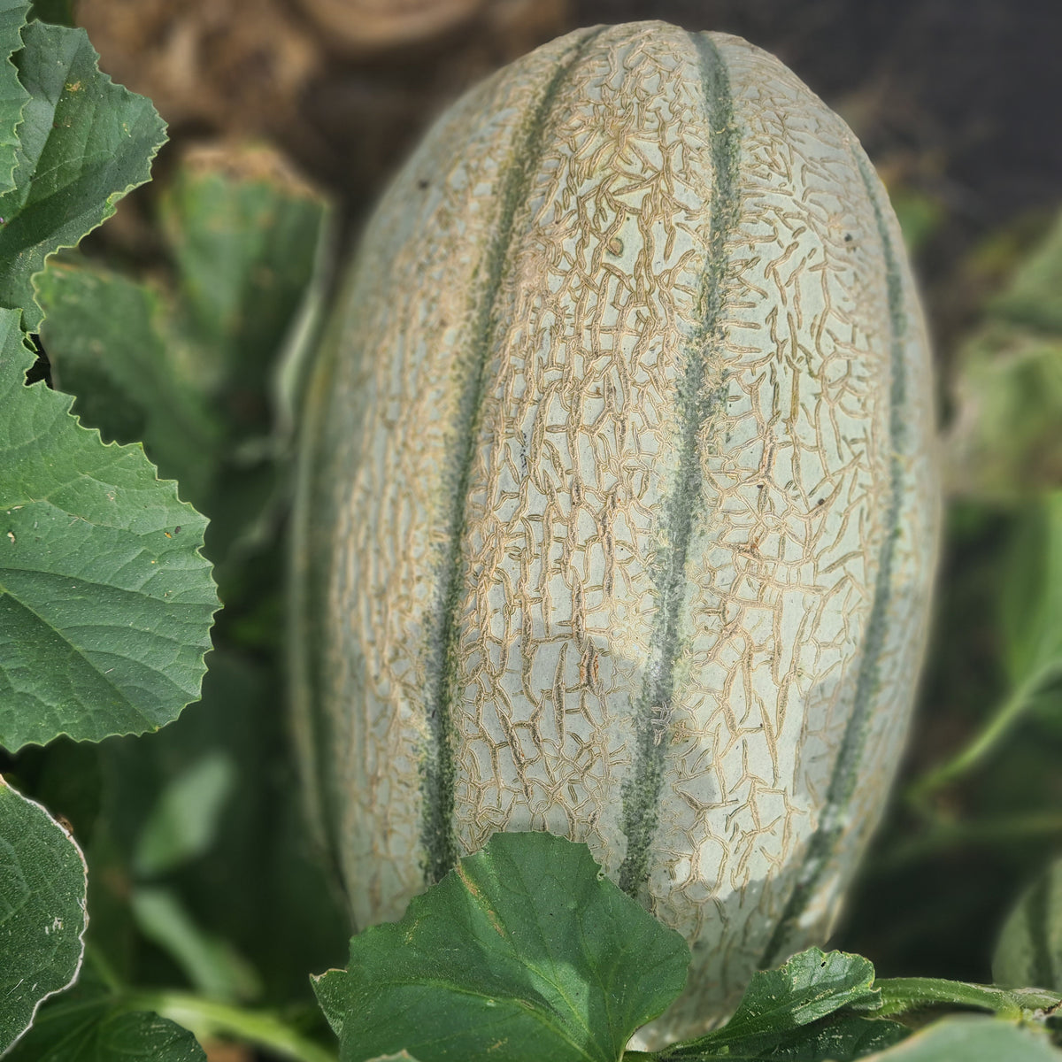 Rockmelon 'Butko'