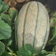 Rockmelon 'Butko'