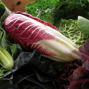Endive 'Red Treviso'