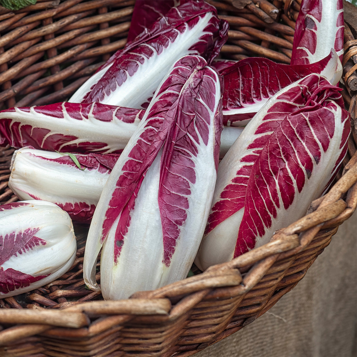 Endive 'Red Treviso'