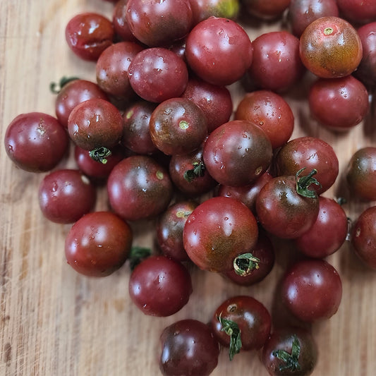 Tomato 'Rosella' Organic