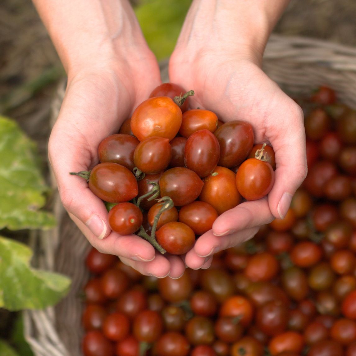 Tomato 'Neighbourhood Gem'