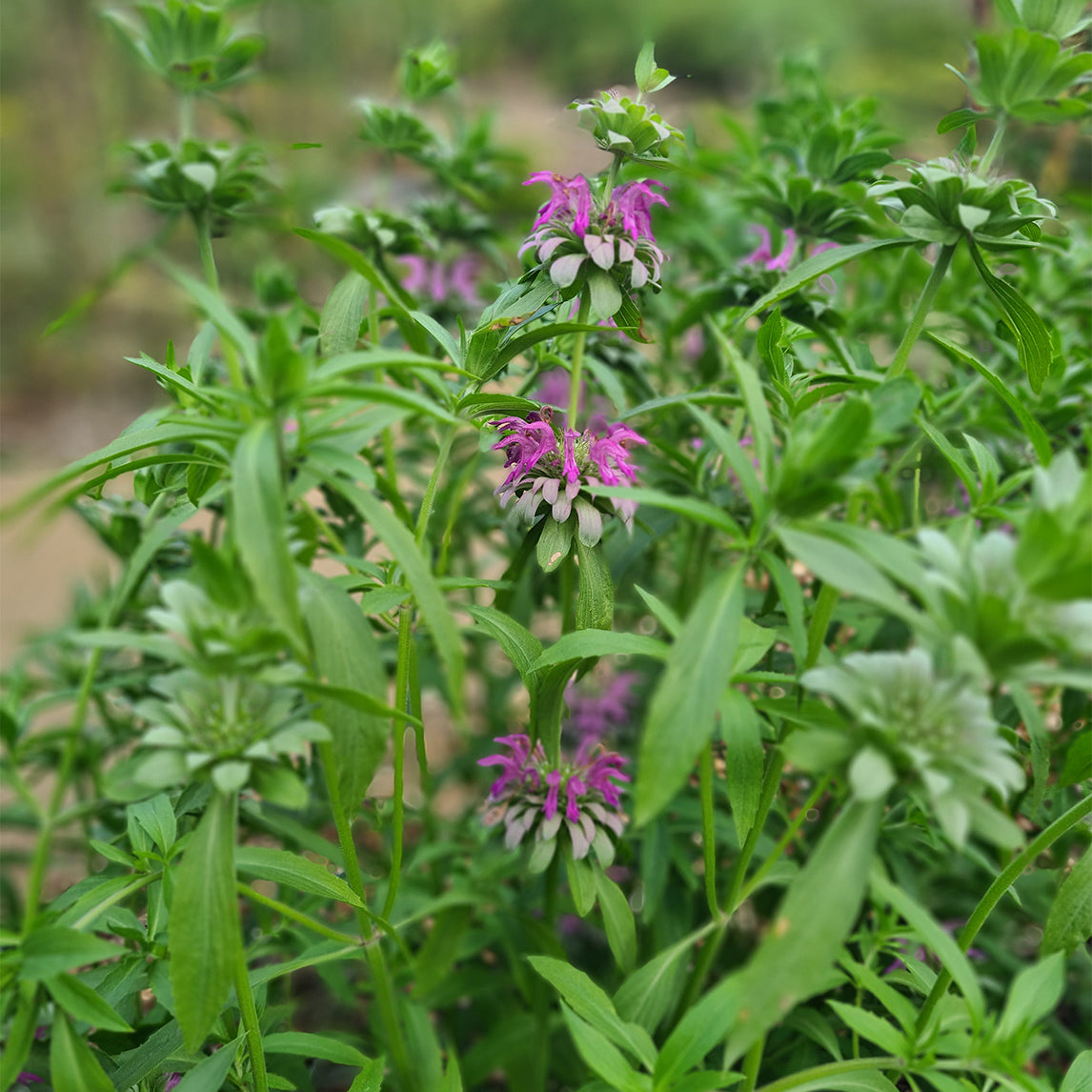 Bergamot 'Lemon Bee Balm'