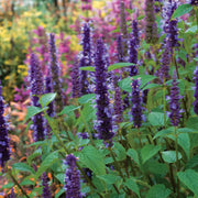 Agastache 'Indigo'