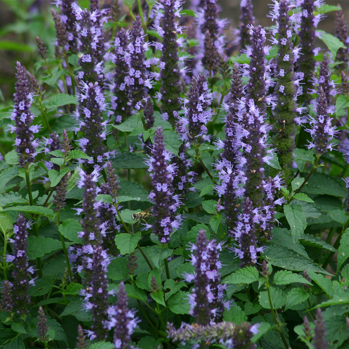 Agastache 'Indigo'