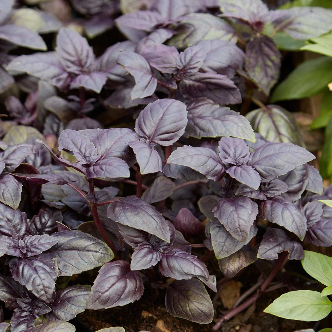 Basil 'Red Rubin'