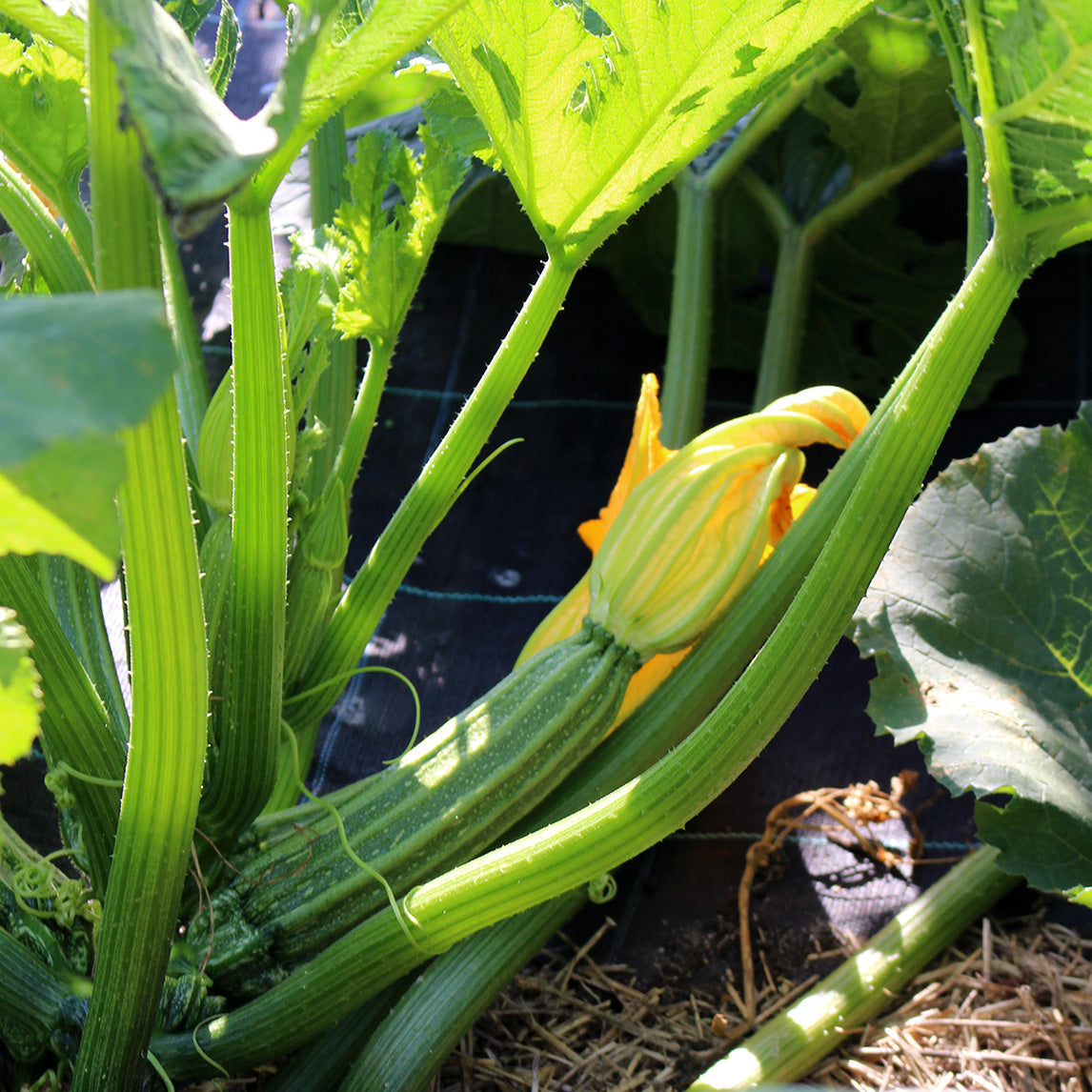 Zucchini 'Long Florence'