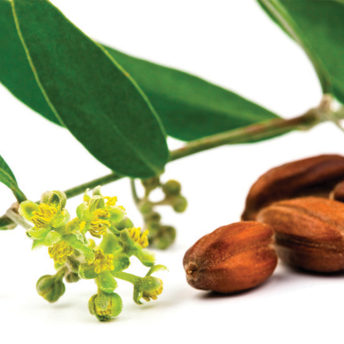 Jojoba
