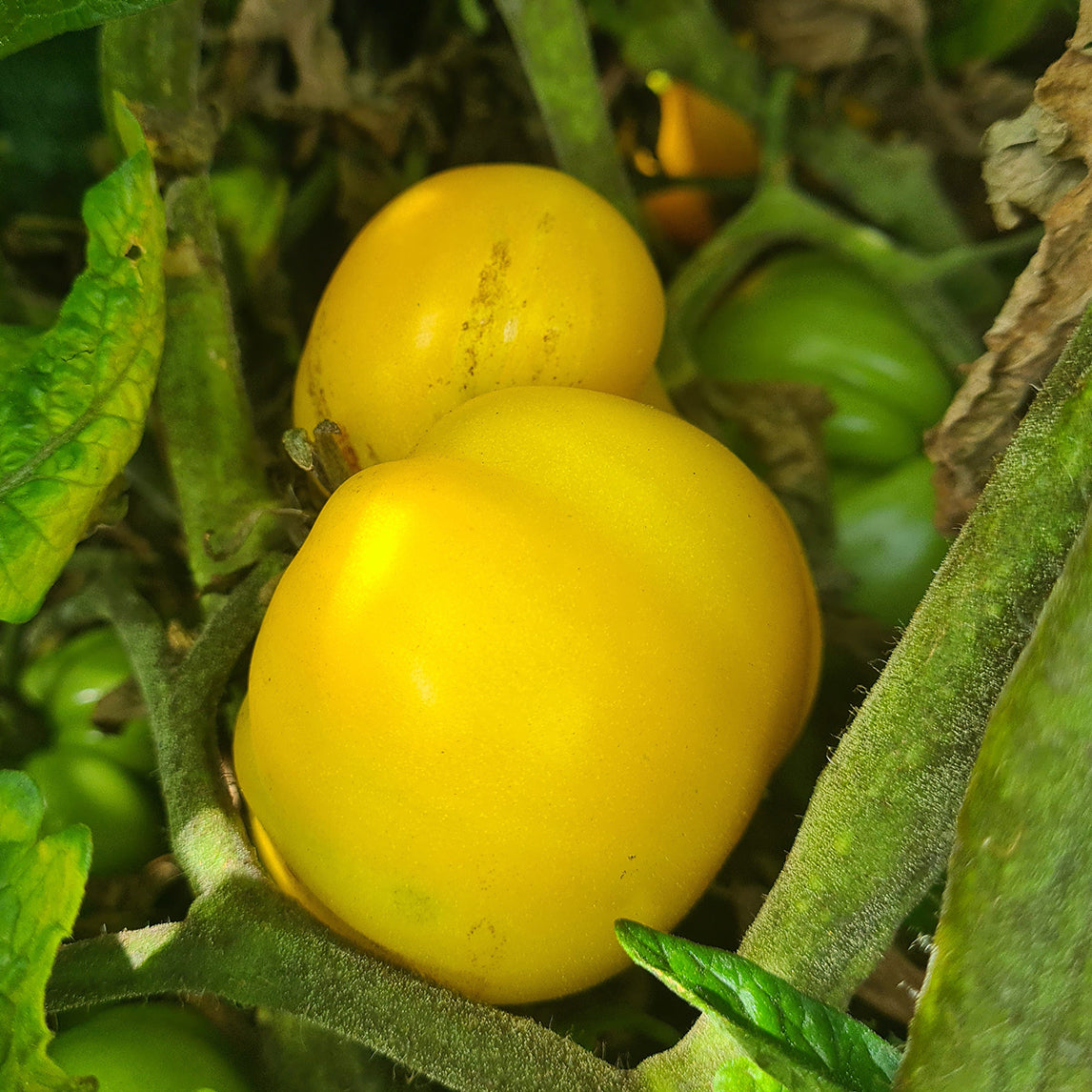 Tomato 'Sean's Yellow'