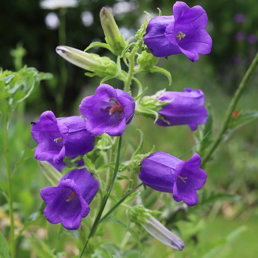 Canterbury Bells 'Blue'