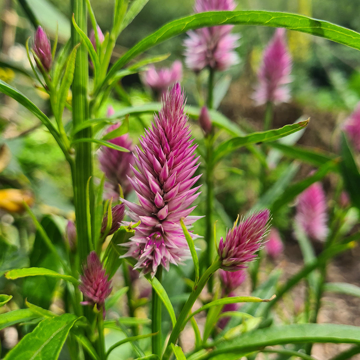 Celosia 'Flamingo Feather'