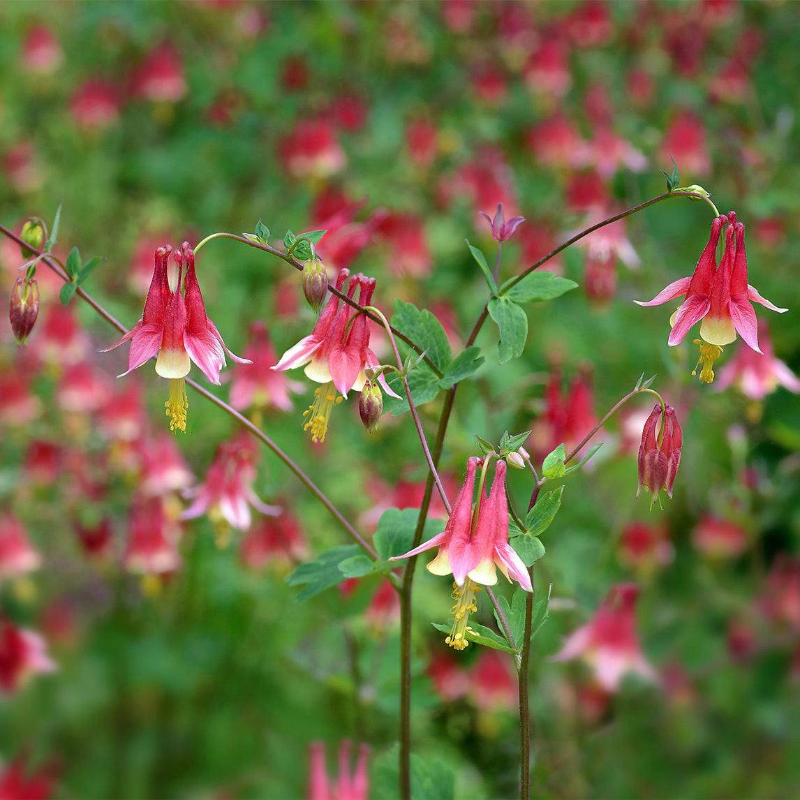 Columbine 'Eastern Red'