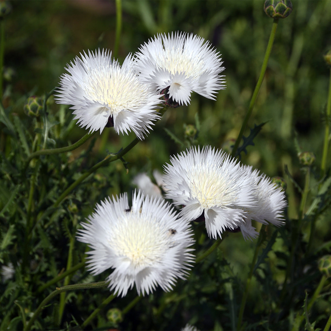 Cornflower 'The Bride'