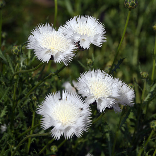 Cornflower 'The Bride'