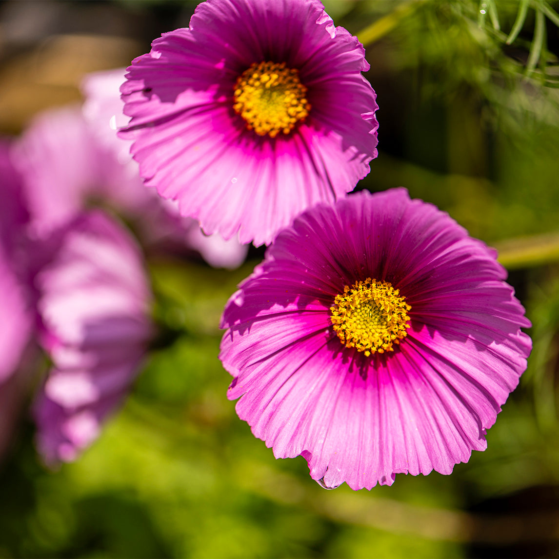 Cosmos 'Fondant Fancy'