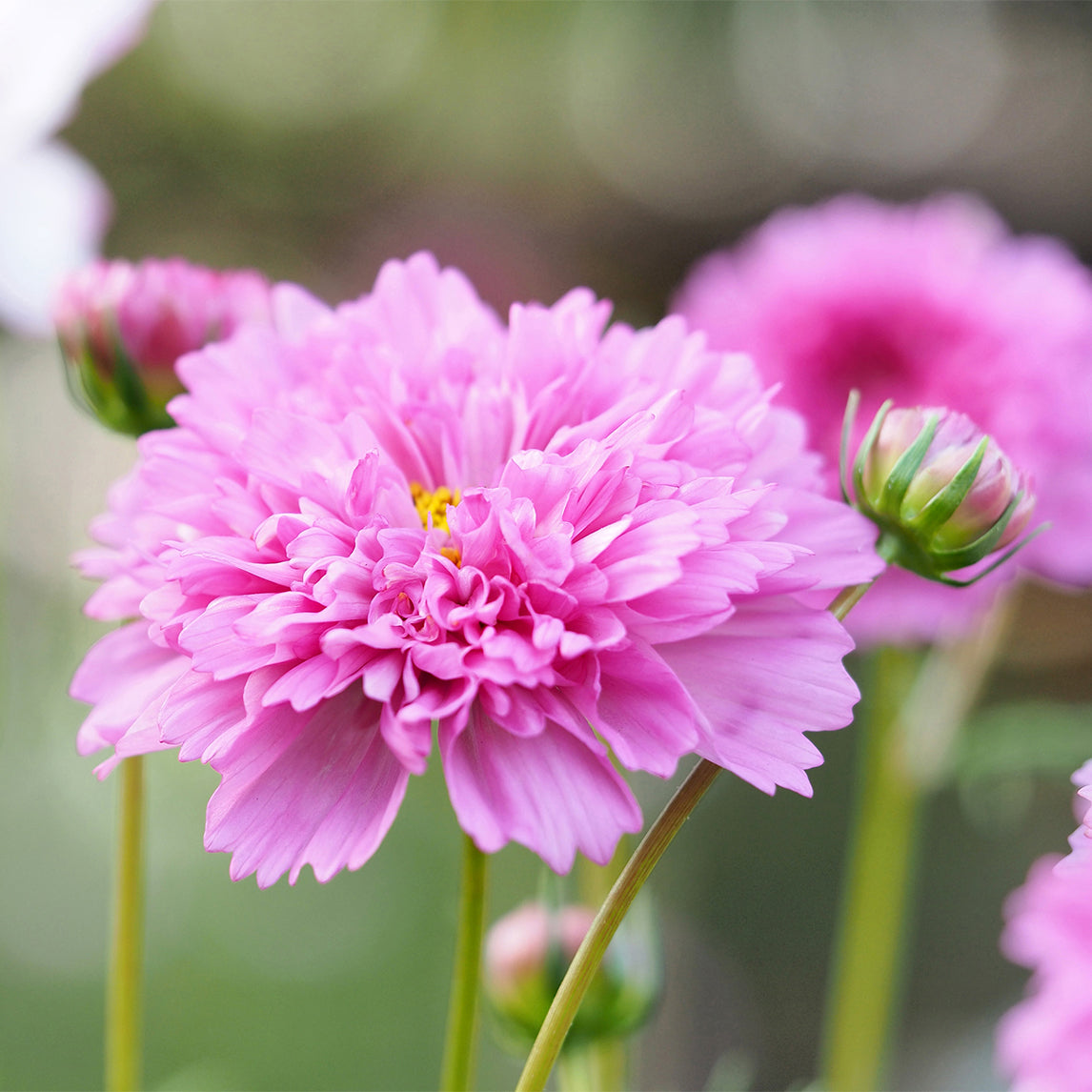 Cosmos 'Double Click Rose'
