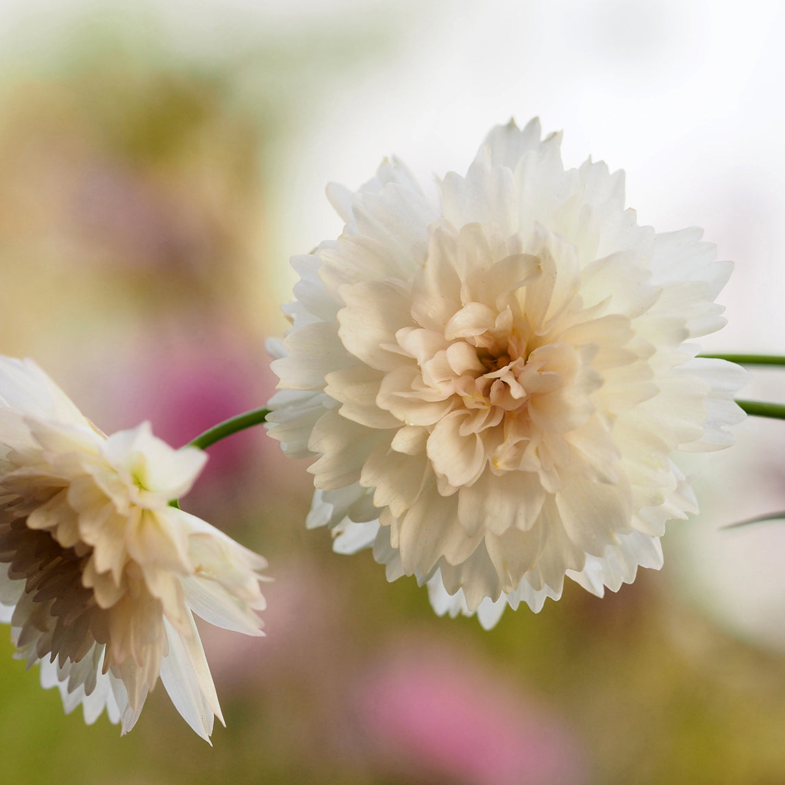 Cosmos 'Double Click Snow Puff'
