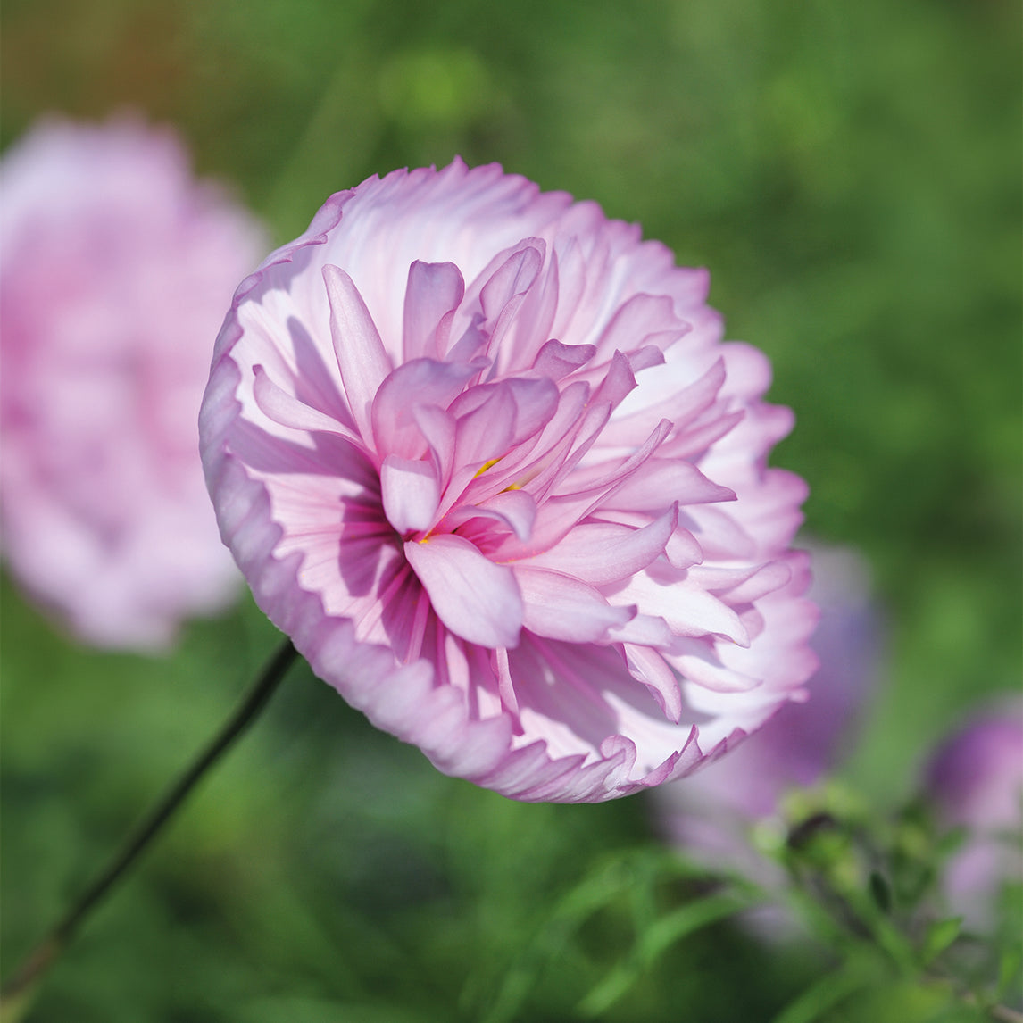 Cosmos 'Cupcakes Blush'