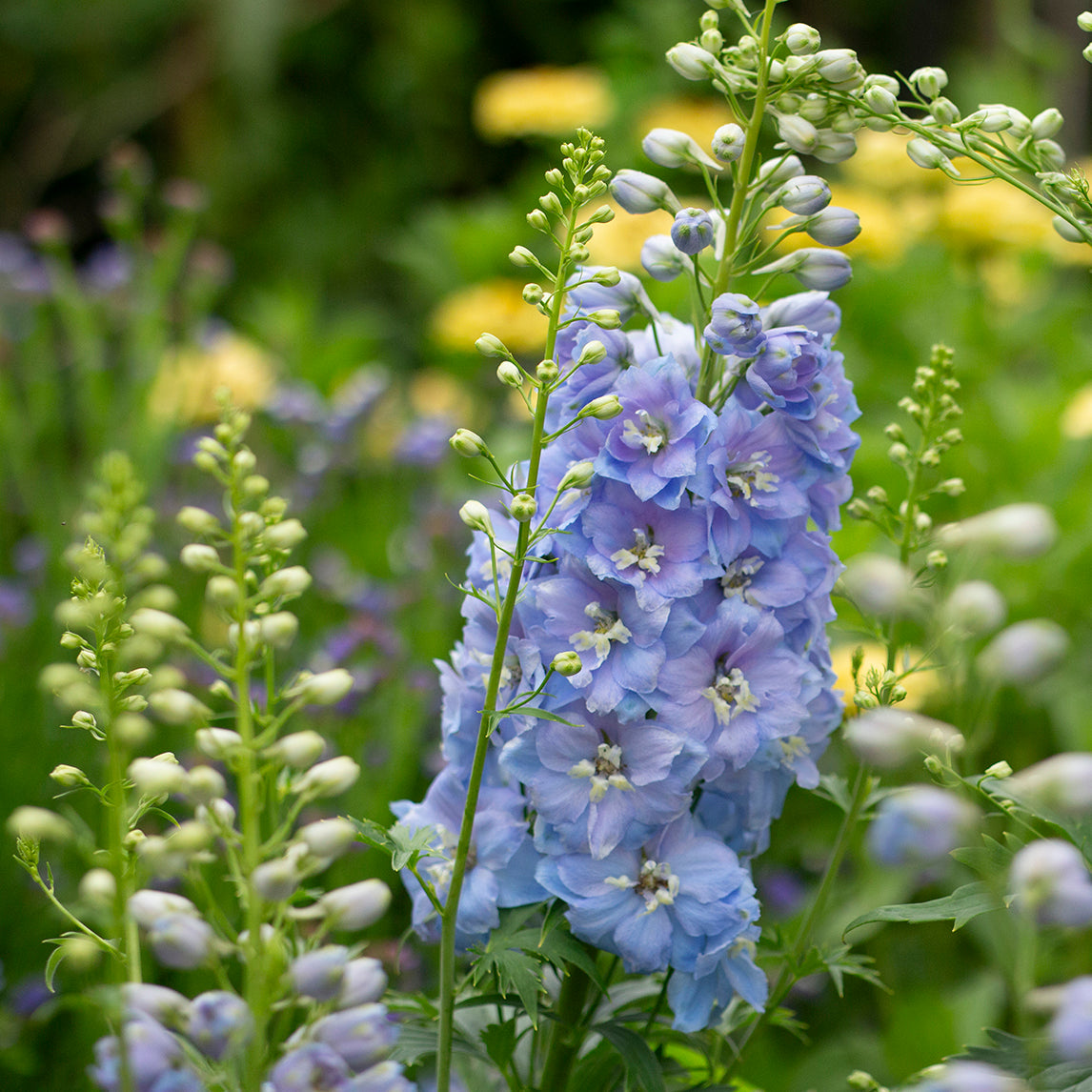 Delphinium 'Magic Fountains Sky Blue'