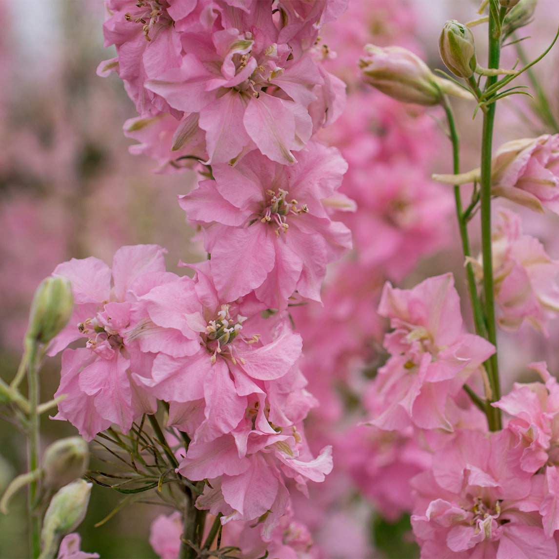 Delphinium 'Pink Perfection'