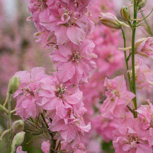 Delphinium 'Pink Perfection'