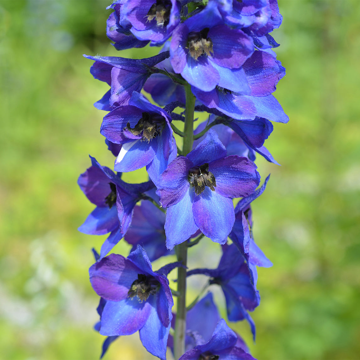 Delphinium 'Blue Jay'