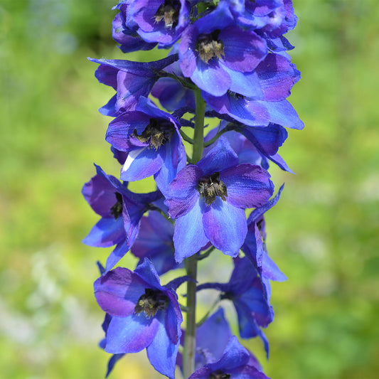 Delphinium 'Blue Jay'
