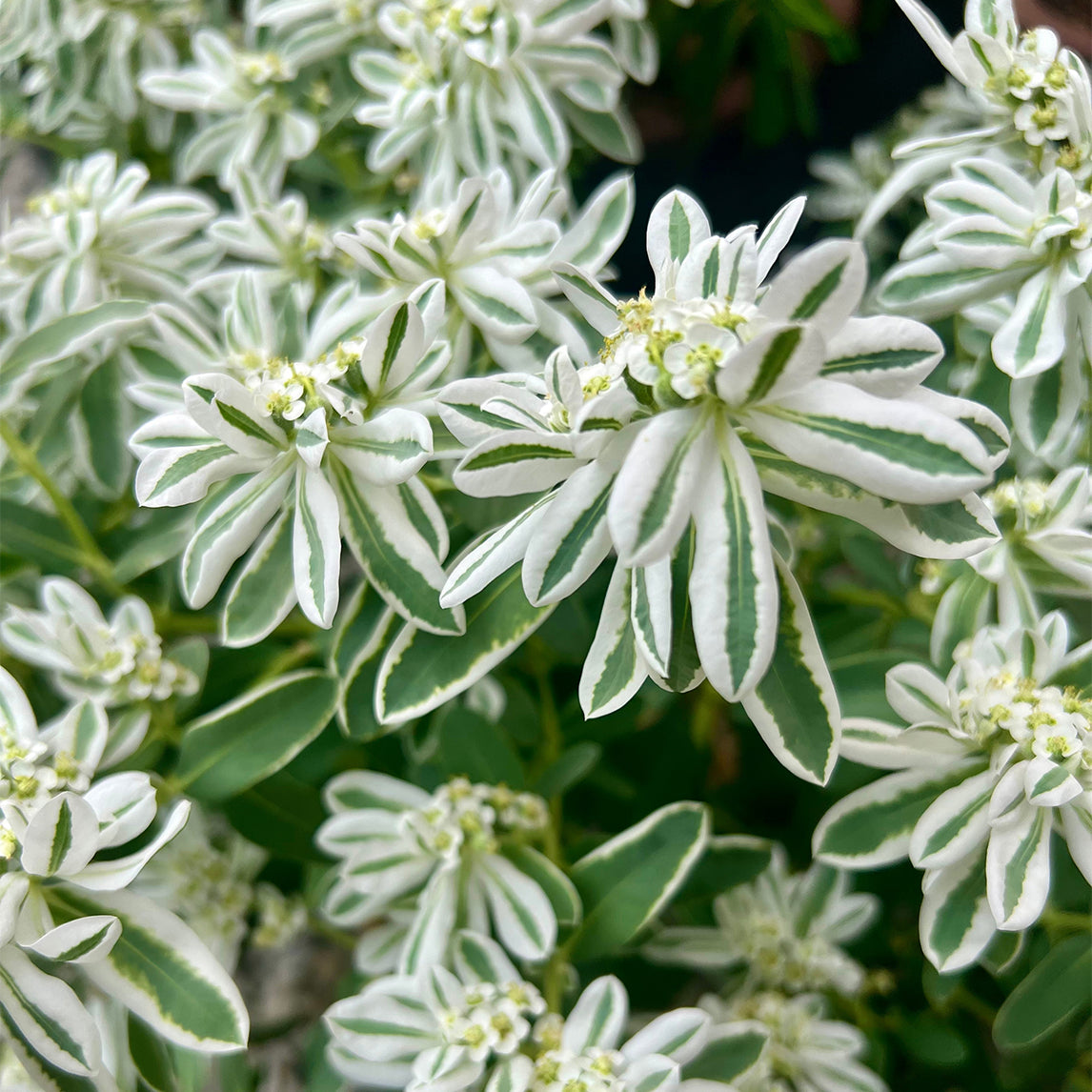 Euphorbia 'Snow on the Mountain'
