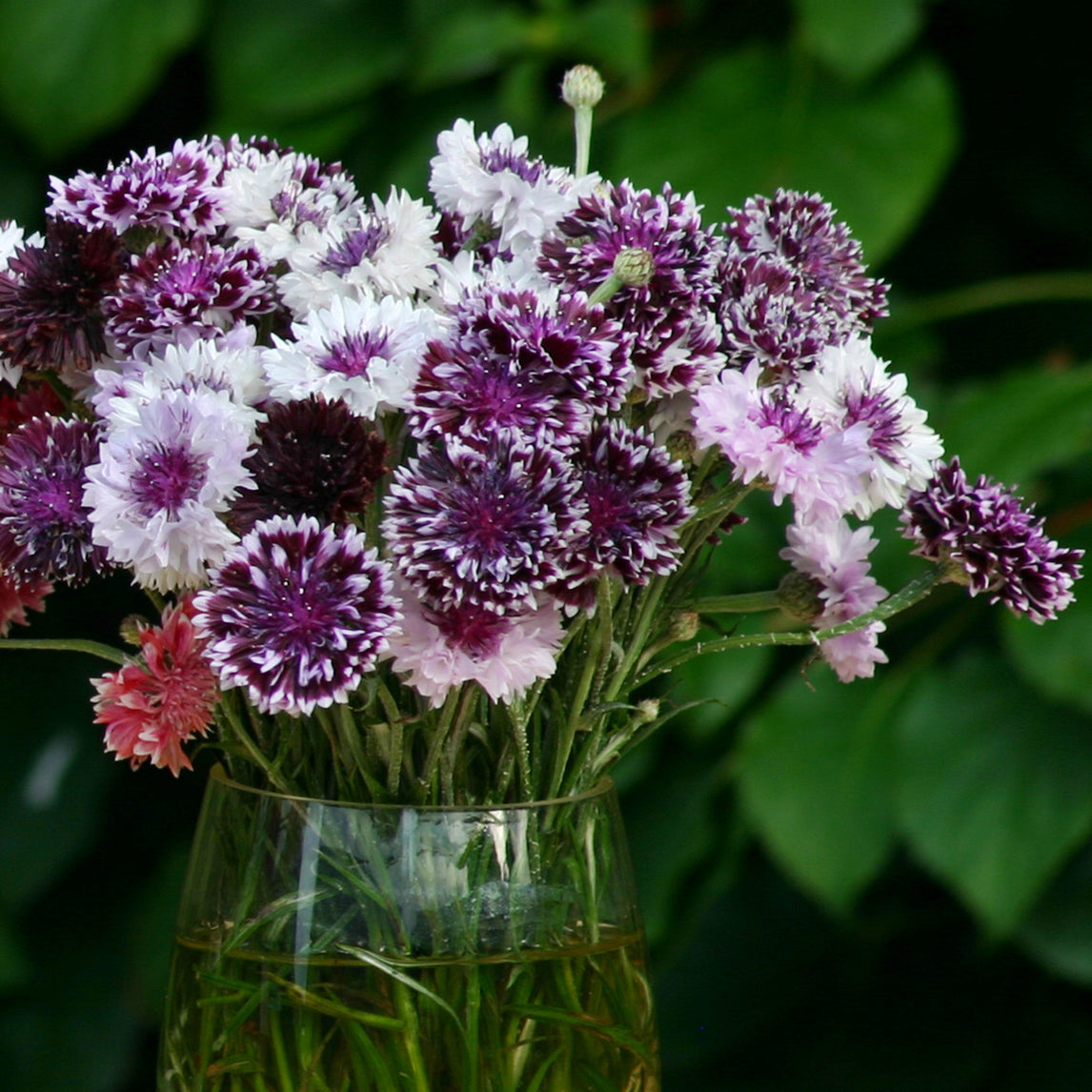 Seed Tin - 'Classic Cornflower Mix'
