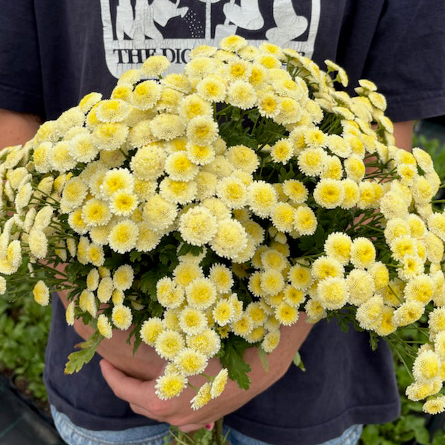 Feverfew 'Magic Lime'