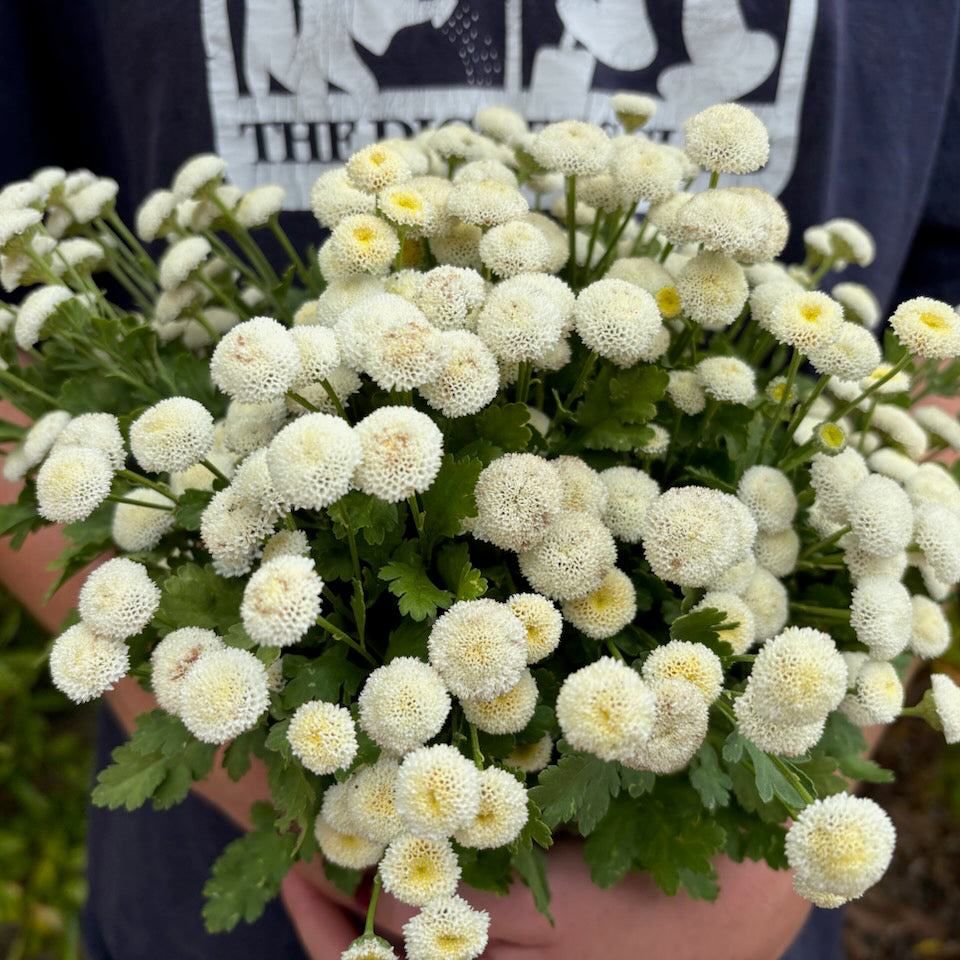 Feverfew 'Snowball'