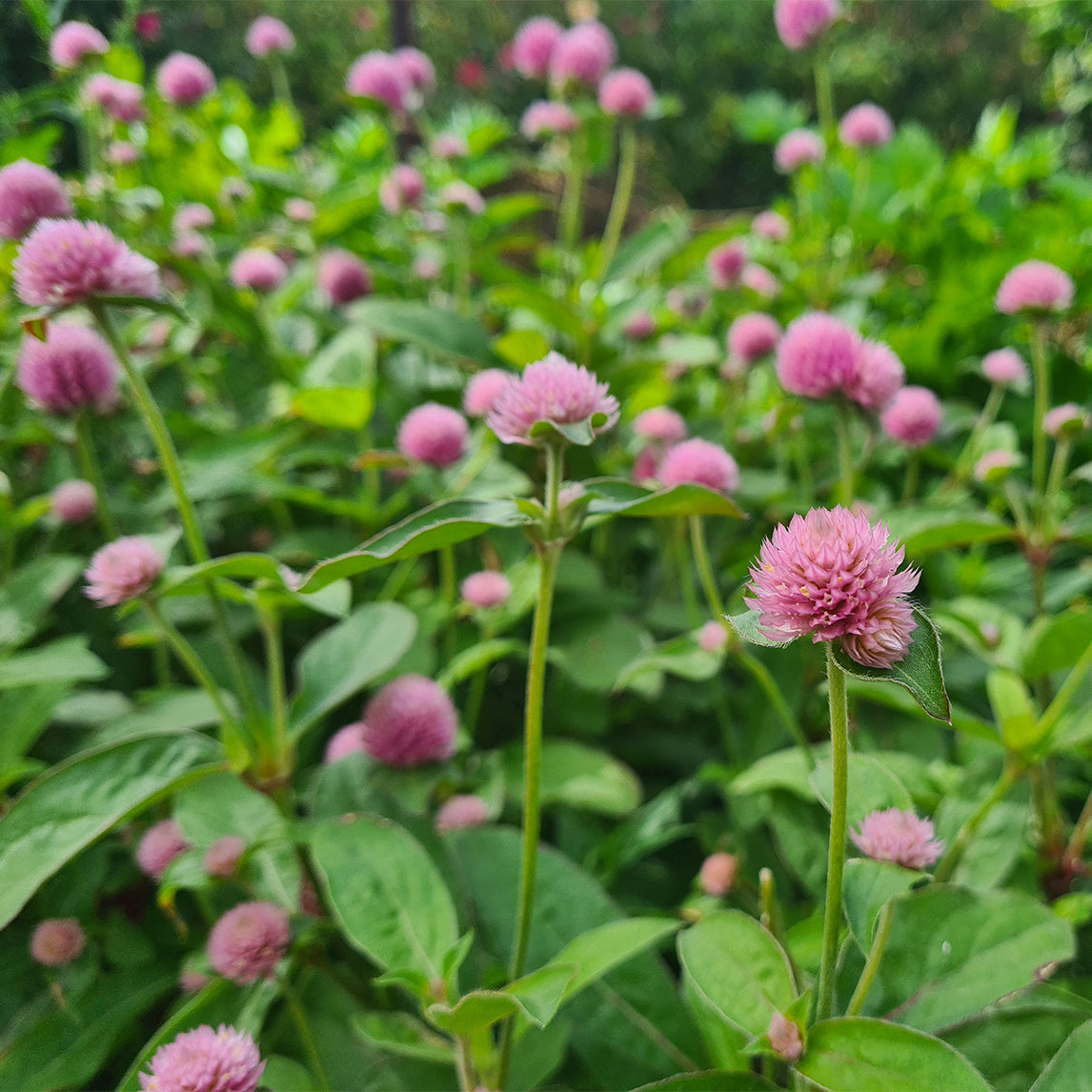 Globe Amaranth 'Salmon'