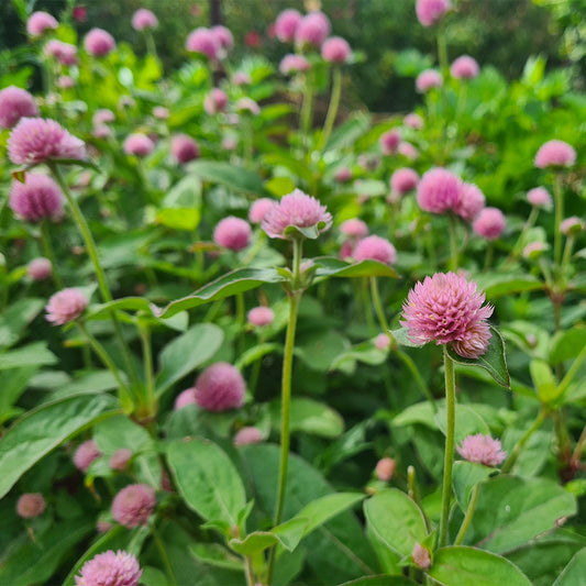 Globe Amaranth 'Salmon'