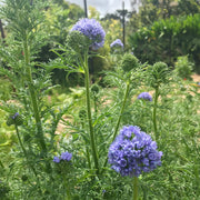 Globe Gilia