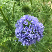 Globe Gilia